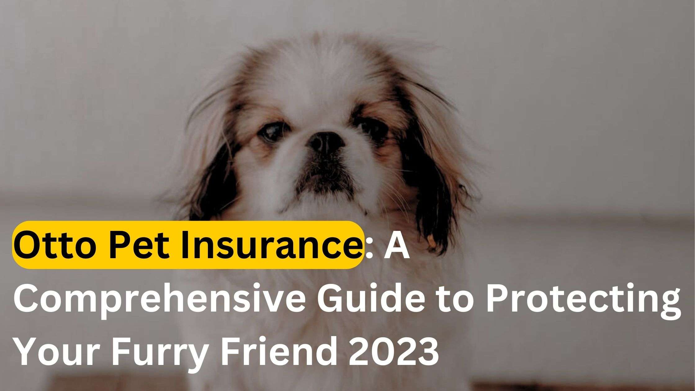 Otto Pet Insurance: A Comprehensive Guide to Protecting Your Furry Friend 2023