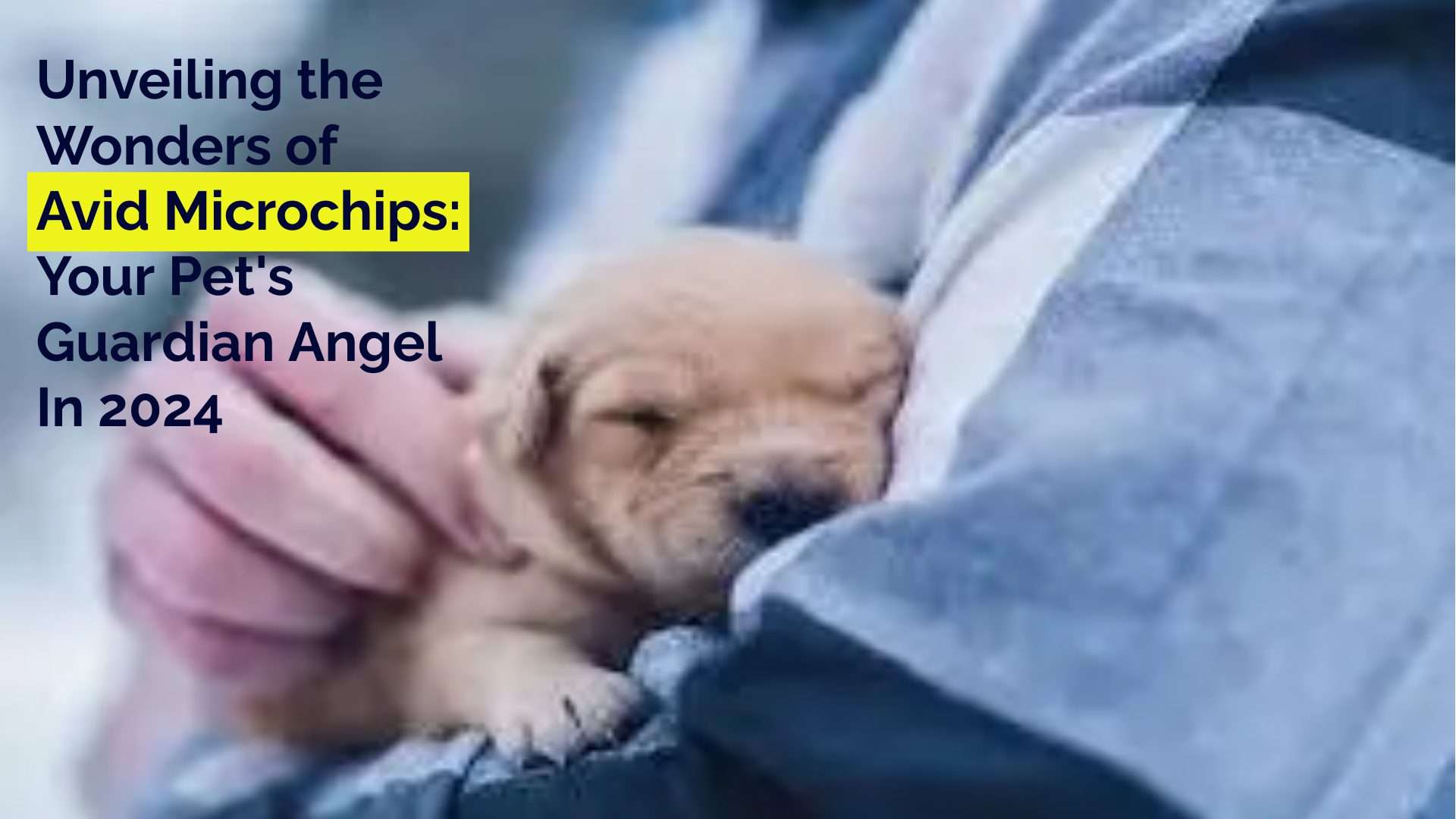 Unveiling the Wonders of Avid Microchips: Your Pet's Guardian Angel In 2024